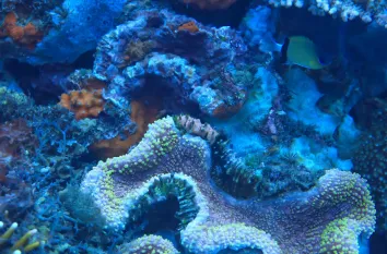 Ocean Protection and Community Action for Marine Environments Training Program